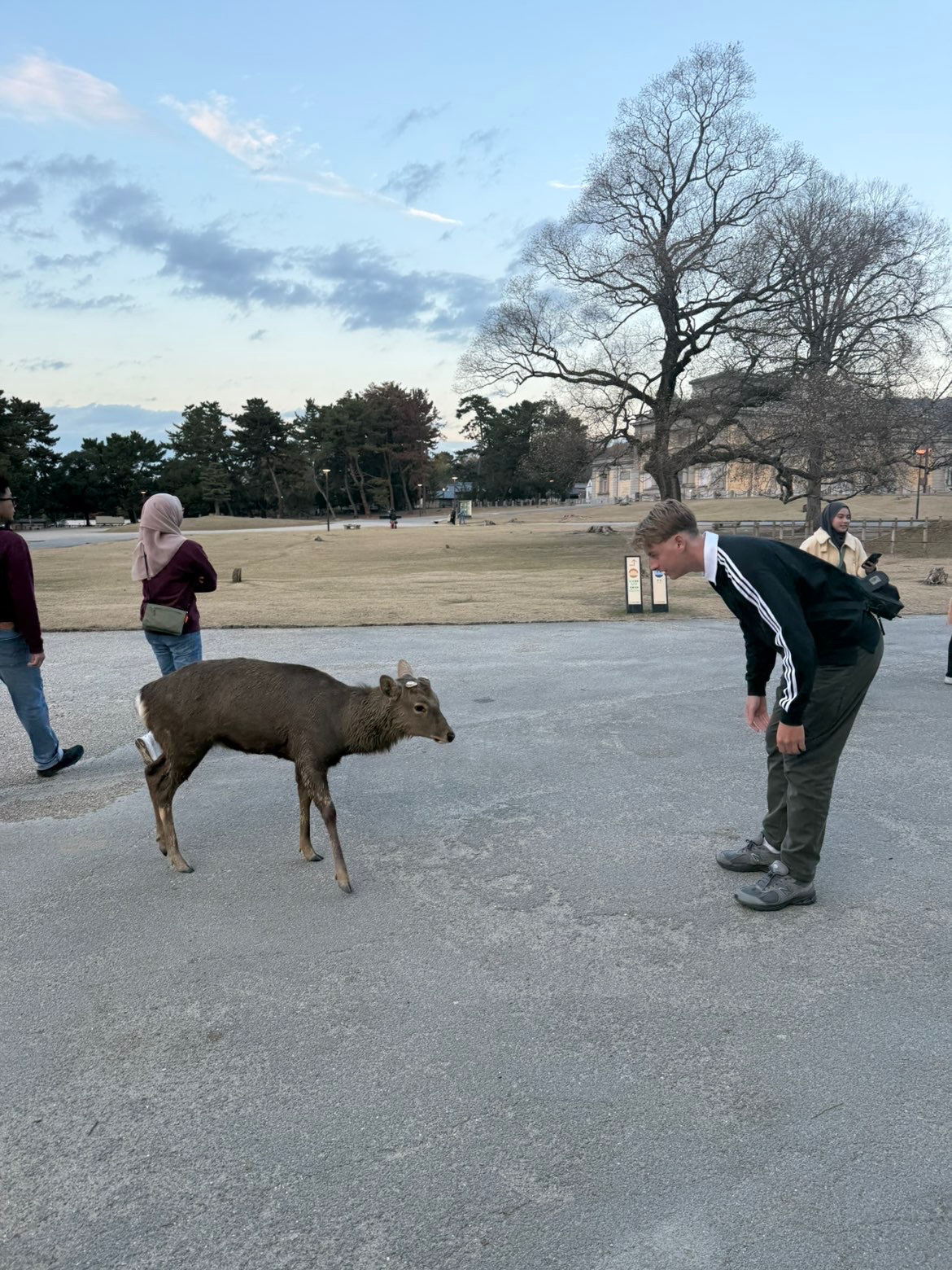 Kyoto — Bowing to a Nara deer on a day trip from Kyoto.