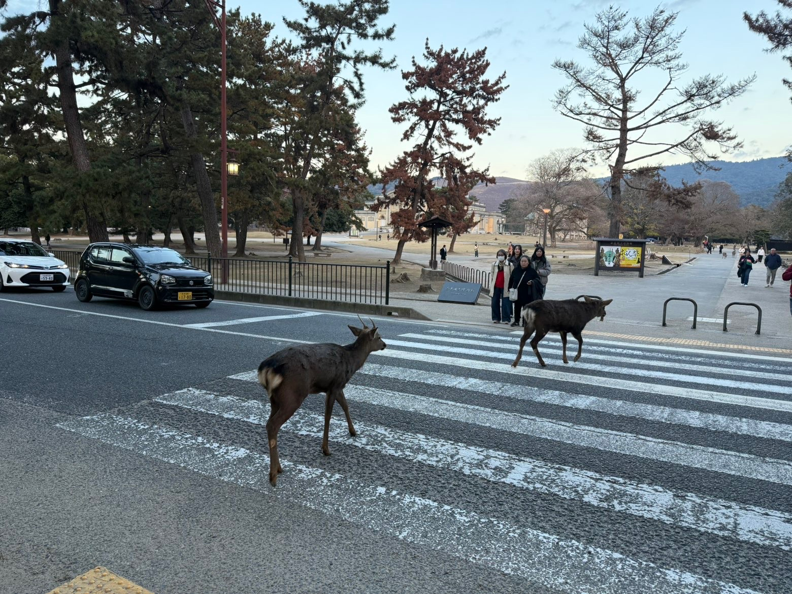 Kyoto — Deer casually using the crosswalk in Nara Park.