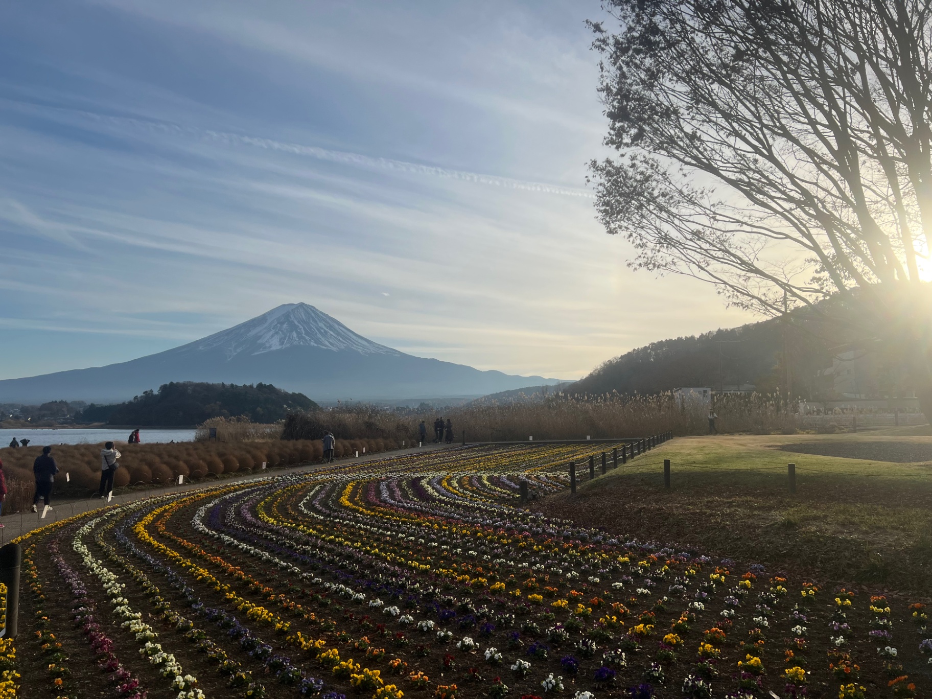 Mount Fuji — Winter flower beds curving toward Mount Fuji at Lake Kawaguchi.