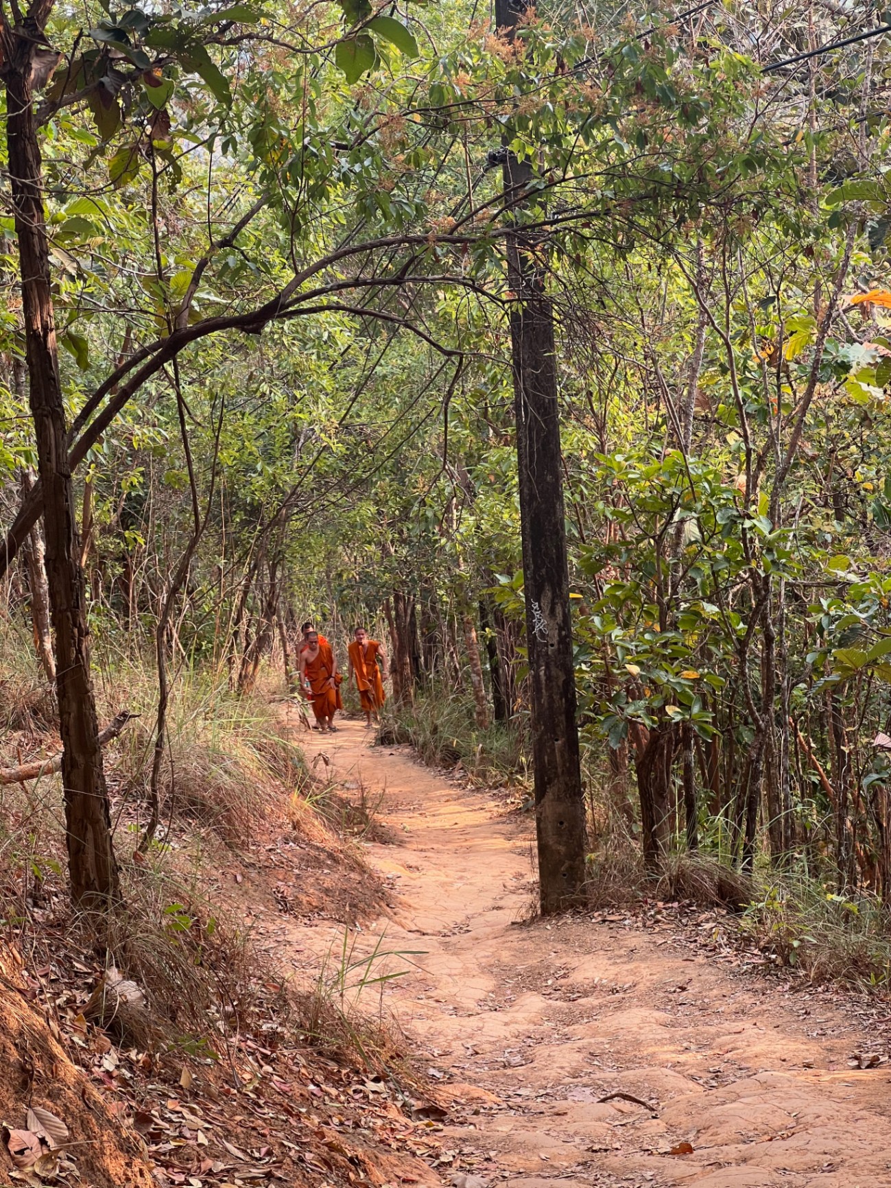 Chiang Mai — Two monks descending the forest path in orange robes.